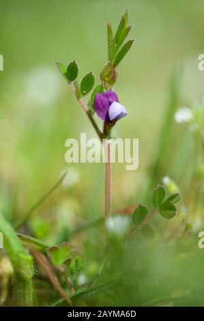 Spring Vetch (Vicia tiroides), fioritura, Germania Foto Stock