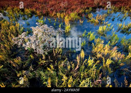 Erba snella, Glasswort, erba comune (Salicornia europaea), in un prato di sale, Belgio, Fiandre Occidentali, IJzermonding, Nieuwpoort Foto Stock