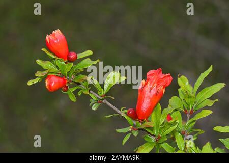 Melograno, anar (Punica granatum), ramo con gemme, Montenegro, Parco Nazionale del Lago Skader Foto Stock