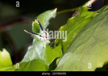 Imperatore Viola minore (Apatura ilia, Apatura barcina), caterpillar si nutre di tremante pioppo, Germania Foto Stock