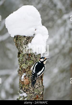 Grande picchio macchiato (Picoides Major, Dendrocopos Major), maschio su snag albero innevato, Finlandia, Vaala Foto Stock