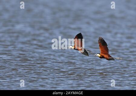 Giacana africana (Actophilornis africana), coppia in volo, Sudafrica, Kwazulu-Natal, Mkhuze Game Reserve Foto Stock