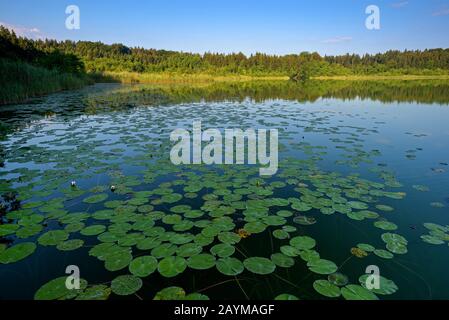 Giglio d'acqua bianco, giglio di stagno bianco (Ninfea alba), fronte mare con ninfee, Germania, Baviera, Chiemgau, Hartsee Foto Stock