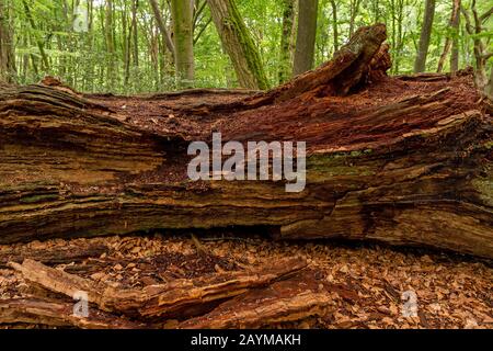 Quercia (Quercus spec.), legno morto di querce nella riserva naturale di hasbruch, Germania, Brema, NSG Hasbruch Foto Stock