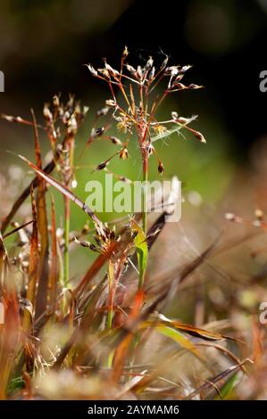 Hairy legno-rush (Luzula pilosa), fioritura, Germania Foto Stock