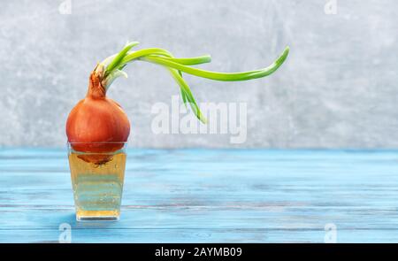 Cipolle verdi in cucina in un bicchiere su sfondo di legno Foto Stock