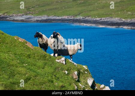 Pecore pascolano e camminano lungo una scogliera situata nell'Isola di Skye, Duntulm, Scozia, vicino a Tulm Bay, in una giornata d'estate senza nuvole. Foto Stock
