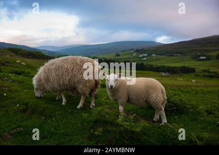 Pecore pascolano in un pascolo di dolci colline verdi, vicino al tramonto sull'isola di Skye, Scozia. Foto Stock