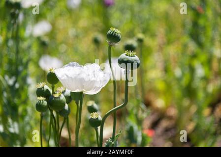 Primo piano di oppio papaveri nel campo con fiori. Foto Stock