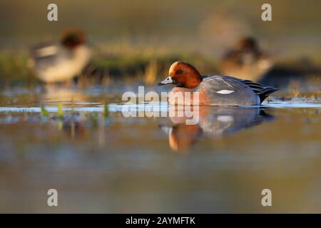 Adulto drake/maschio Eurasian Wigeon (Mareca penelope, ex Anas) o Widgeon anatra nuoto nel nord Norfok, Regno Unito, in inverno, in allevamento piumaggio Foto Stock