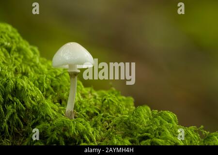 Fungo di porcellana (Oudemansiella mucida) su un ramo di faggio coperto di muschio. Foto Stock