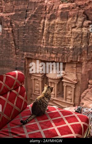 Petra, Giordania - 7 dic, 2018: Gatto giallo gatto bello seduto su una roccia e guardando al Khazneh o il Tesoro a Petra, Giordania. Foto Stock