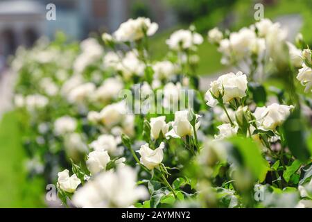 rose bianche in giardino Foto Stock