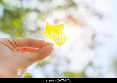 Mano che tiene la foglia gialla di sicomoro su sfondo estate soleggiato parco Foto Stock