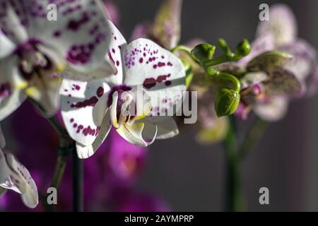 Falaenopsis moth orchidee fioritura su davanzale alla luce del sole Foto Stock