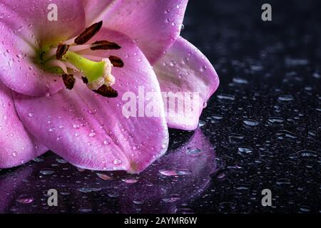 Closeup di un bel fiore di giglio rosa su una superficie scura con gocce d'acqua Foto Stock