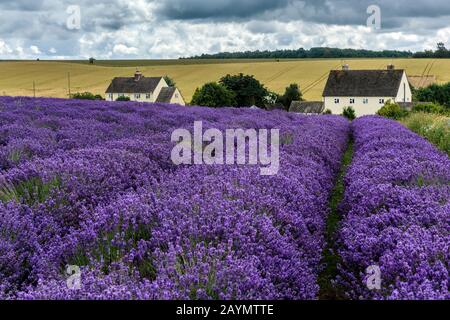 File di lavanda in campi di lavanda a Snowshill Lavender Farm, Snowshill, il Cotswolds, Inghilterra Regno Unito Foto Stock