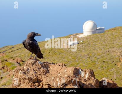 Canarino nero corvo o uccello Raven, con la cupola del telescopio di William Herschel sullo sfondo, sull'isola di la Palma, Isole Canarie, Spagna Foto Stock