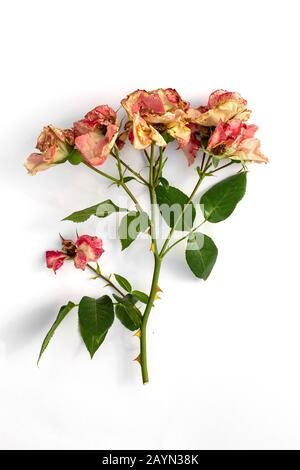 Tagliare il ramo di rosa in fiore. Fiori secchi rosa isolato su uno sfondo bianco. Potatura piante nel giardino. Giardinaggio. Vista dall'alto. Foto Stock