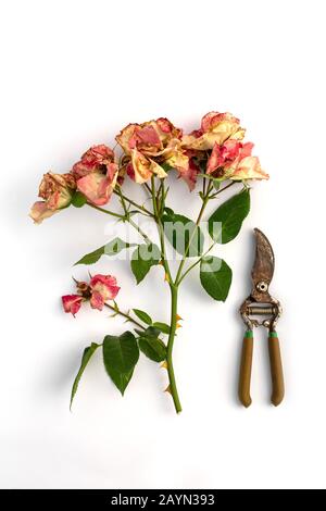 Tagliare il ramo di rosa in fiore. Fiori secchi rosa e prugne da giardino isolato su sfondo bianco. Potatura piante nel giardino. Giardinaggio. Vista dall'alto. Foto Stock