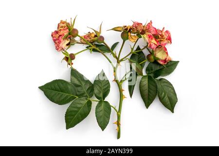 Tagliare il ramo di rosa in fiore. Fiori secchi rosa isolato su uno sfondo bianco. Potatura piante nel giardino. Giardinaggio. Vista dall'alto. Foto Stock