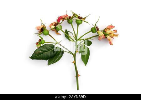 Tagliare il ramo di rosa in fiore. Fiori secchi rosa isolato su uno sfondo bianco. Potatura piante nel giardino. Giardinaggio. Vista dall'alto. Foto Stock