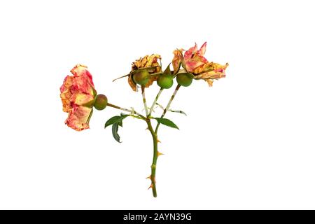 Tagliare il ramo di rosa in fiore. Fiori secchi rosa isolato su uno sfondo bianco. Potatura piante nel giardino. Giardinaggio. Vista dall'alto. Foto Stock