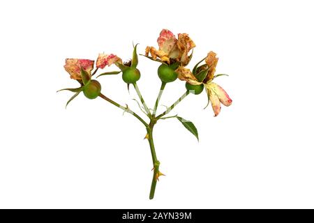 Tagliare il ramo di rosa in fiore. Fiori secchi rosa isolato su uno sfondo bianco. Potatura piante nel giardino. Giardinaggio. Vista dall'alto. Foto Stock