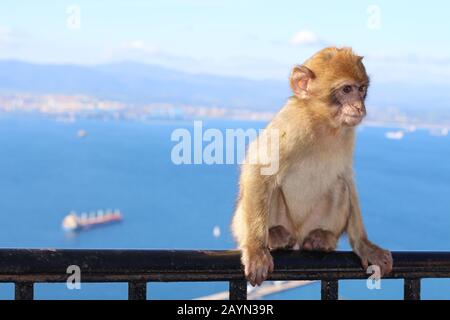 Baby Barbary macaque a Gibilterra Foto Stock