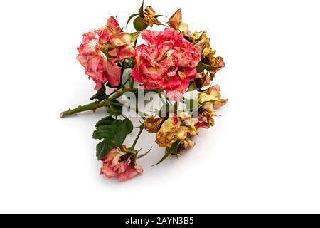 Tagliare il ramo di rosa in fiore. Fiori secchi rosa isolato su uno sfondo bianco. Potatura piante nel giardino. Giardinaggio. Vista dall'alto. Foto Stock