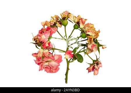 Tagliare il ramo di rosa in fiore. Fiori secchi rosa isolato su uno sfondo bianco. Potatura piante nel giardino. Giardinaggio. Vista dall'alto. Foto Stock