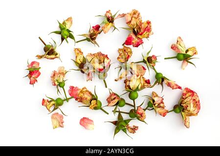 Tagliare il ramo di rosa in fiore. Fiori secchi rosa isolato su uno sfondo bianco. Potatura piante nel giardino. Giardinaggio. Vista dall'alto. Foto Stock