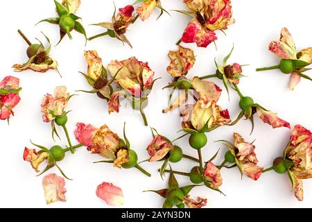 Tagliare il ramo di rosa in fiore. Fiori secchi rosa isolato su uno sfondo bianco. Potatura piante nel giardino. Giardinaggio. Vista dall'alto. Foto Stock