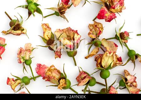 Tagliare il ramo di rosa in fiore. Fiori secchi rosa isolato su uno sfondo bianco. Potatura piante nel giardino. Giardinaggio. Vista dall'alto. Foto Stock