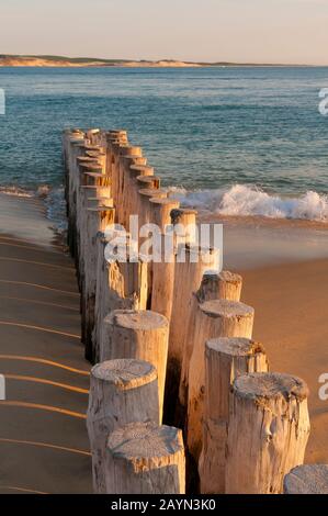 Cap Ferret Bei Arcachon, Aquitaine, Frankreich, Europa Foto Stock