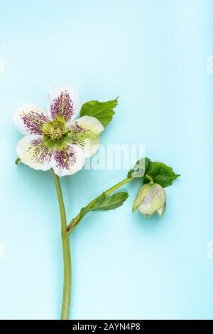 Helleborus ibridus, Lady Series, White Lady Spotted, Hellebore, Isolato su sfondo verde pastello. Foto Stock