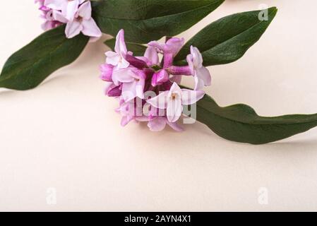 Daphne Bholua Jacqueline Postill, Thymelaeceae, isolato su uno sfondo color crema pastello. Arbusto fioritura invernale. Foto Stock