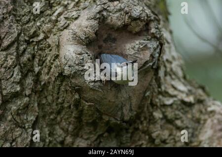 Nuthatch (Sitta europaea), al sito Nest in vecchio nodo albero, Dumfries, SW Scotland Foto Stock