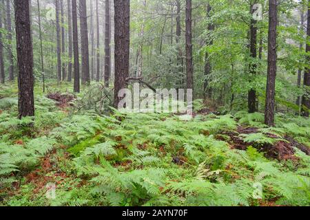 Pineta nera con pochi alberi decididi e molto felci verde in primo piano, vegetazione umida nelle prime piogge estive, Jelova gora, Serbia Foto Stock