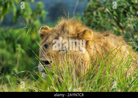 Leone maschio che guarda attraverso l'erba in Ngorongoro Conservation Area, Tanzania, Africa Foto Stock