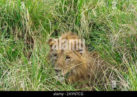 Leone maschio che guarda attraverso l'erba in Ngorongoro Conservation Area, Tanzania, Africa Foto Stock