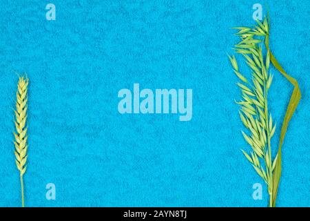 Un picco di grano e avena su uno sfondo colorato. Foto Stock