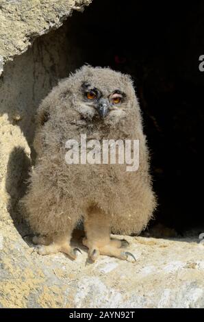 Eagle Owl, Bubo Bubo, Aka Eurasian Eagle Owl O European Eagle Owl Chick, Giovane O Fugace Camargue Francia Foto Stock