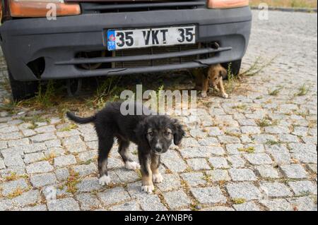 Cuccioli randagi in Turchia Foto Stock