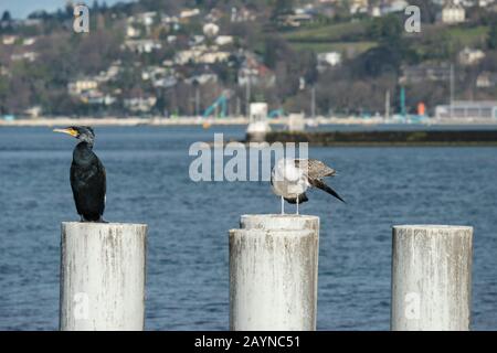Ginevra / Svizzera - 12 febbraio 2020 : gabbiano e cormorani su un pilastro Foto Stock