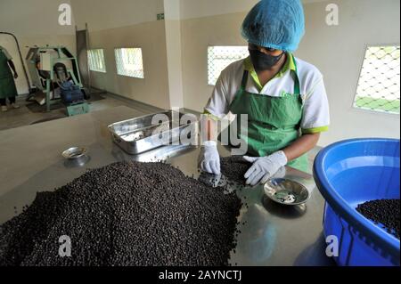 Sri Lanka, Monaragala, fabbrica di spezie, selezione di peperoni Foto Stock