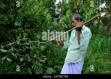 Sri Lanka, provincia di Uva, Dombagahawela, Madara, contadino che raccoglie cannella Foto Stock