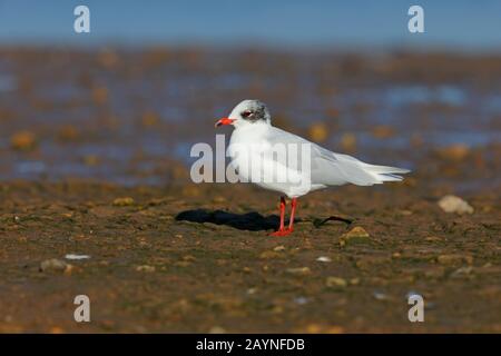 Un gabbiano mediterraneo (Ichthyaetus melanocephalus) adulto invernale/non riproduttivo sulla costa dell'Anglia orientale, Regno Unito Foto Stock
