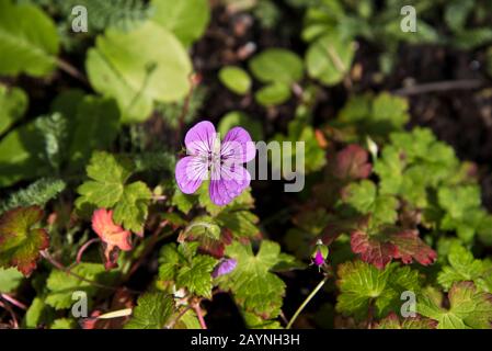 Geranio rosa penny Foto Stock