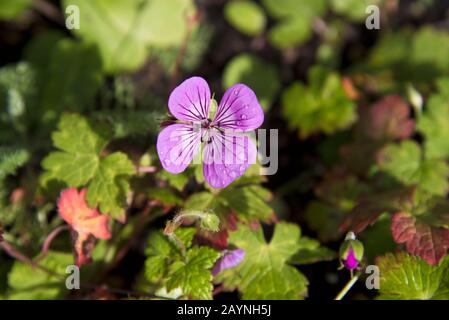 Geranio rosa penny Foto Stock
